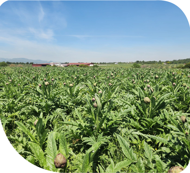 Türkiye’nin Yöresel Lezzetleri